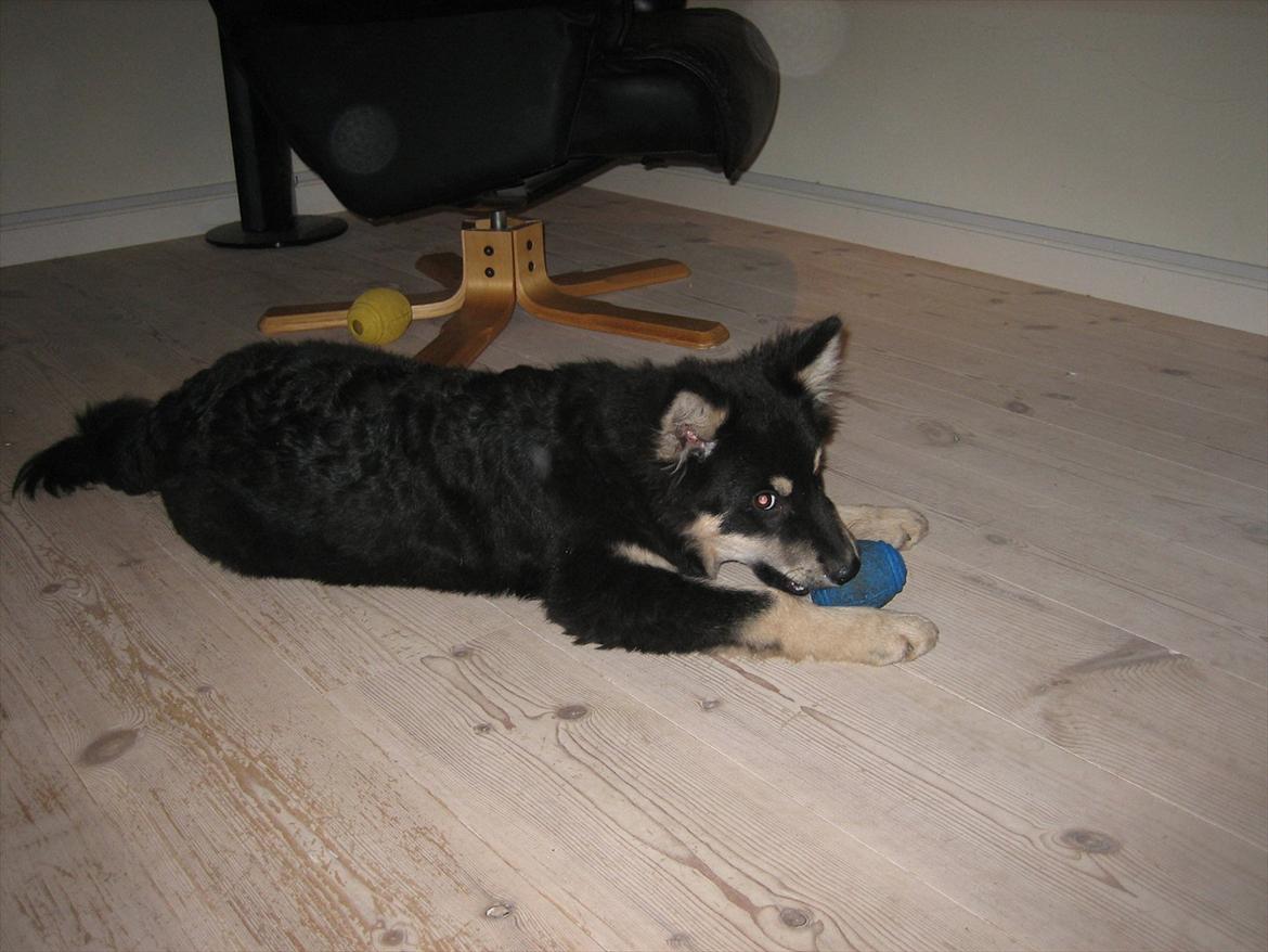 Finsk lapphund Kato billede 2