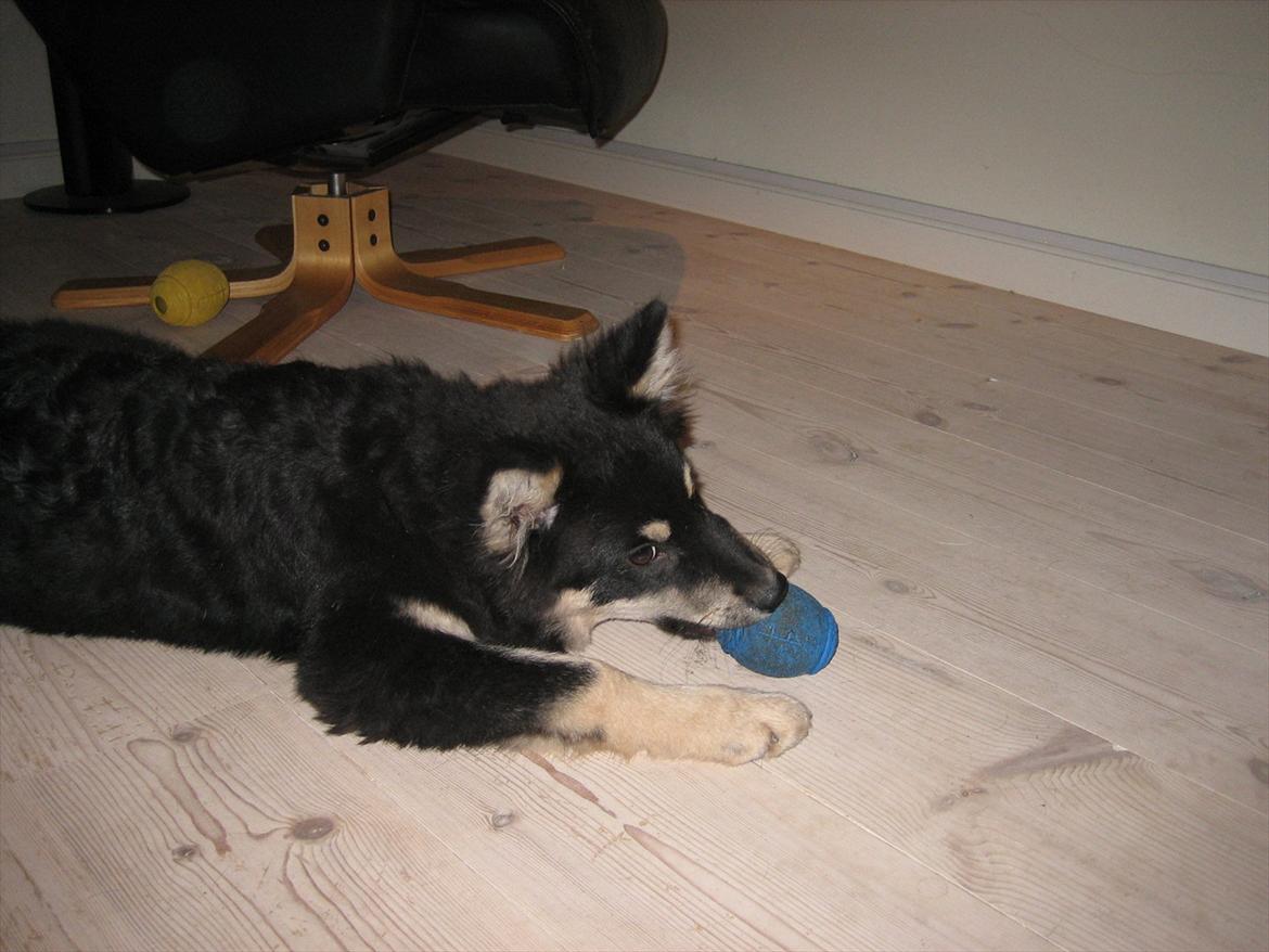 Finsk lapphund Kato billede 3