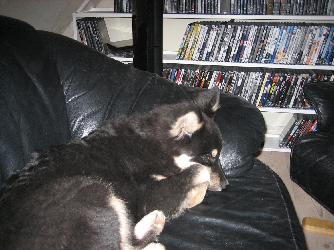 Finsk lapphund Kato billede 4