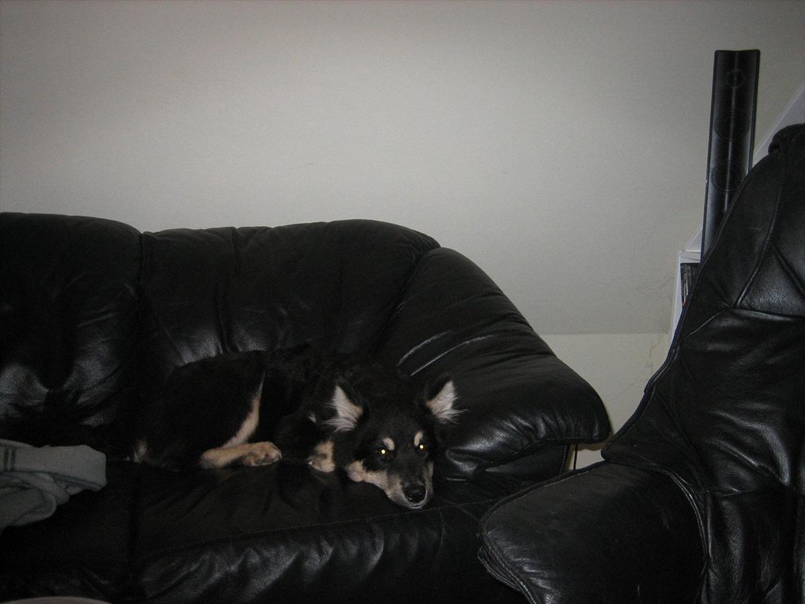 Finsk lapphund Kato billede 5