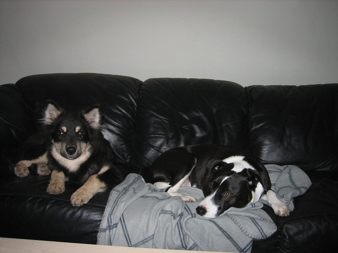 Finsk lapphund Kato billede 6