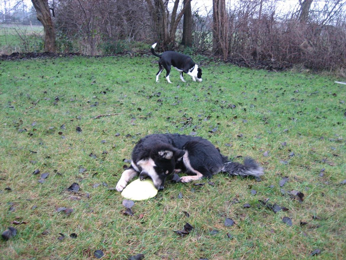 Finsk lapphund Kato billede 7