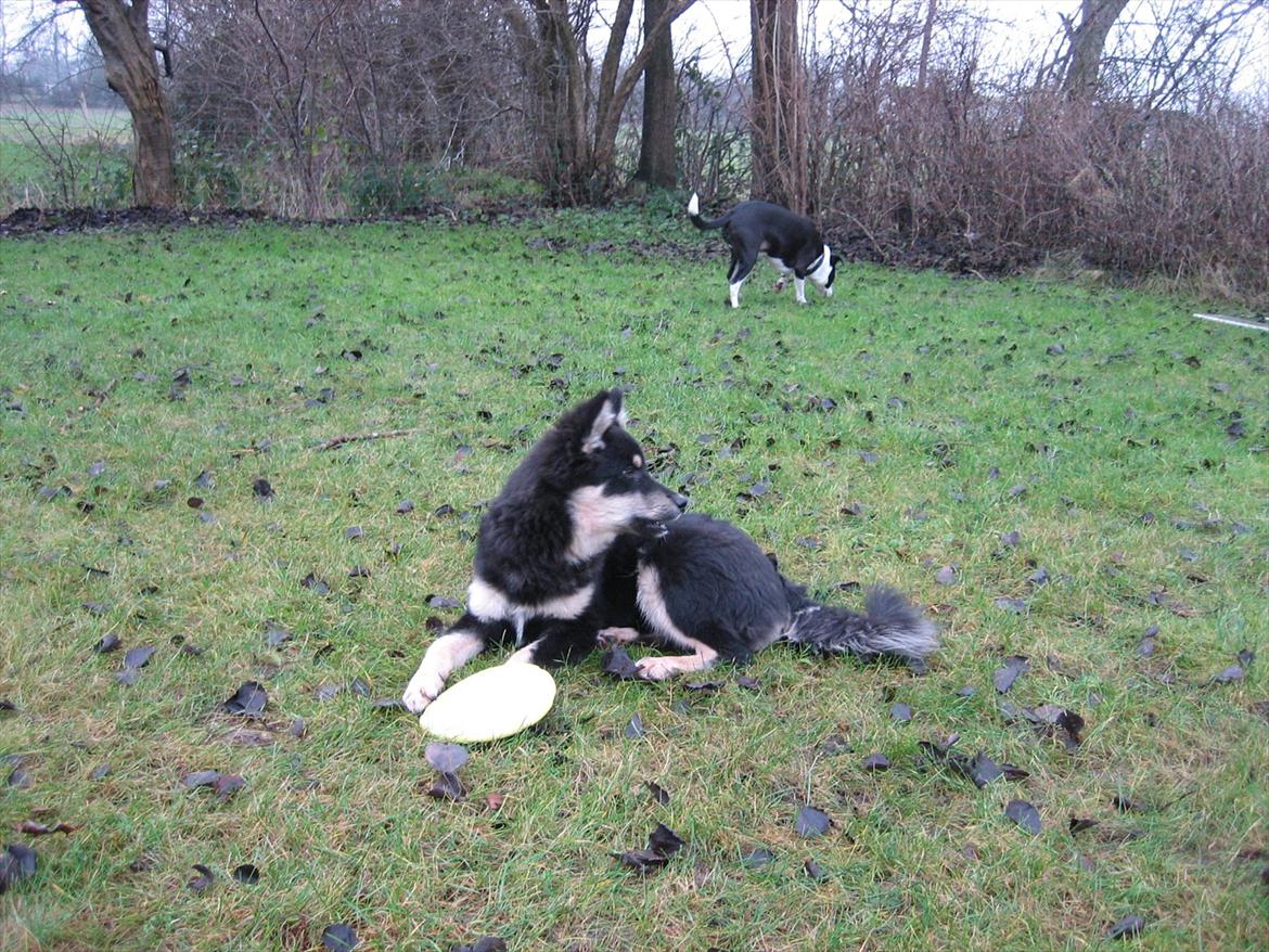 Finsk lapphund Kato billede 8