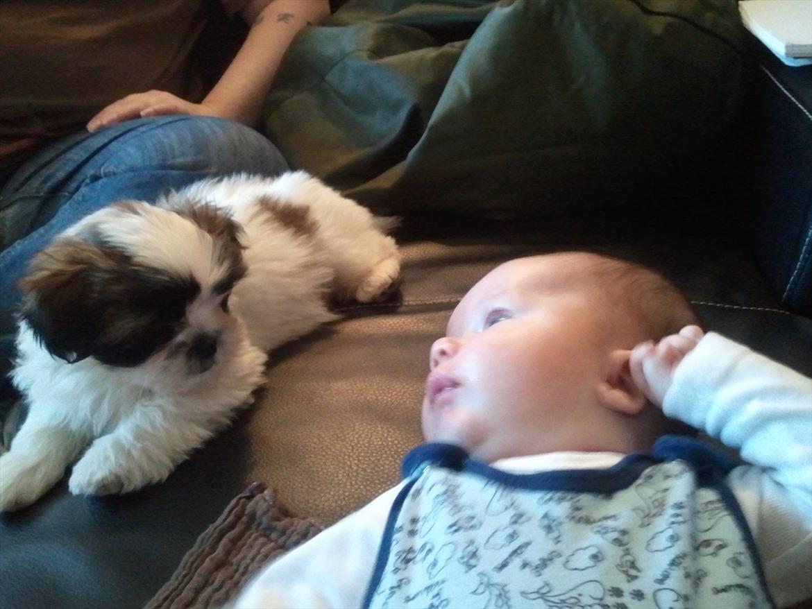 Shih tzu bobby - min gode ven albert, jeg er to dage ældre billede 1