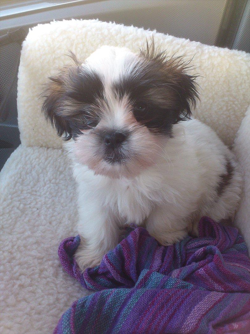 Shih tzu bobby billede 2
