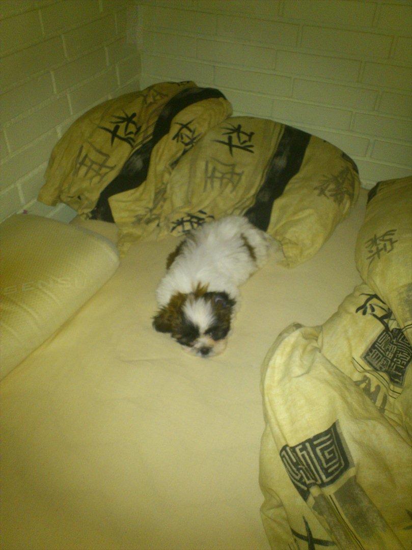 Shih tzu bobby - moar, vil ikke op endnu skal ikke tisse billede 3
