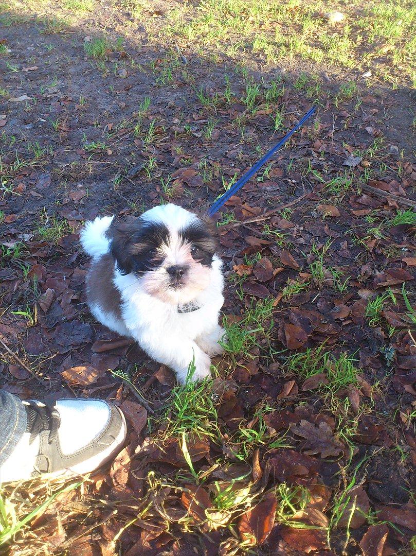 Shih tzu bobby billede 4