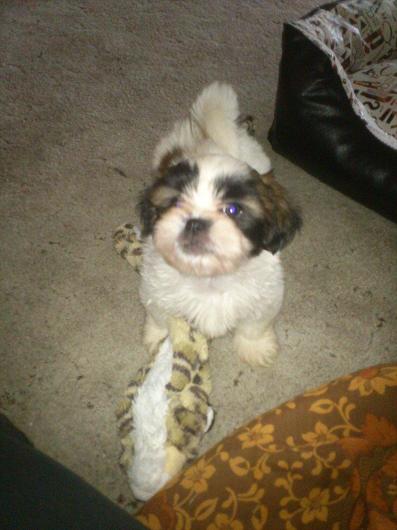 Shih tzu bobby billede 5