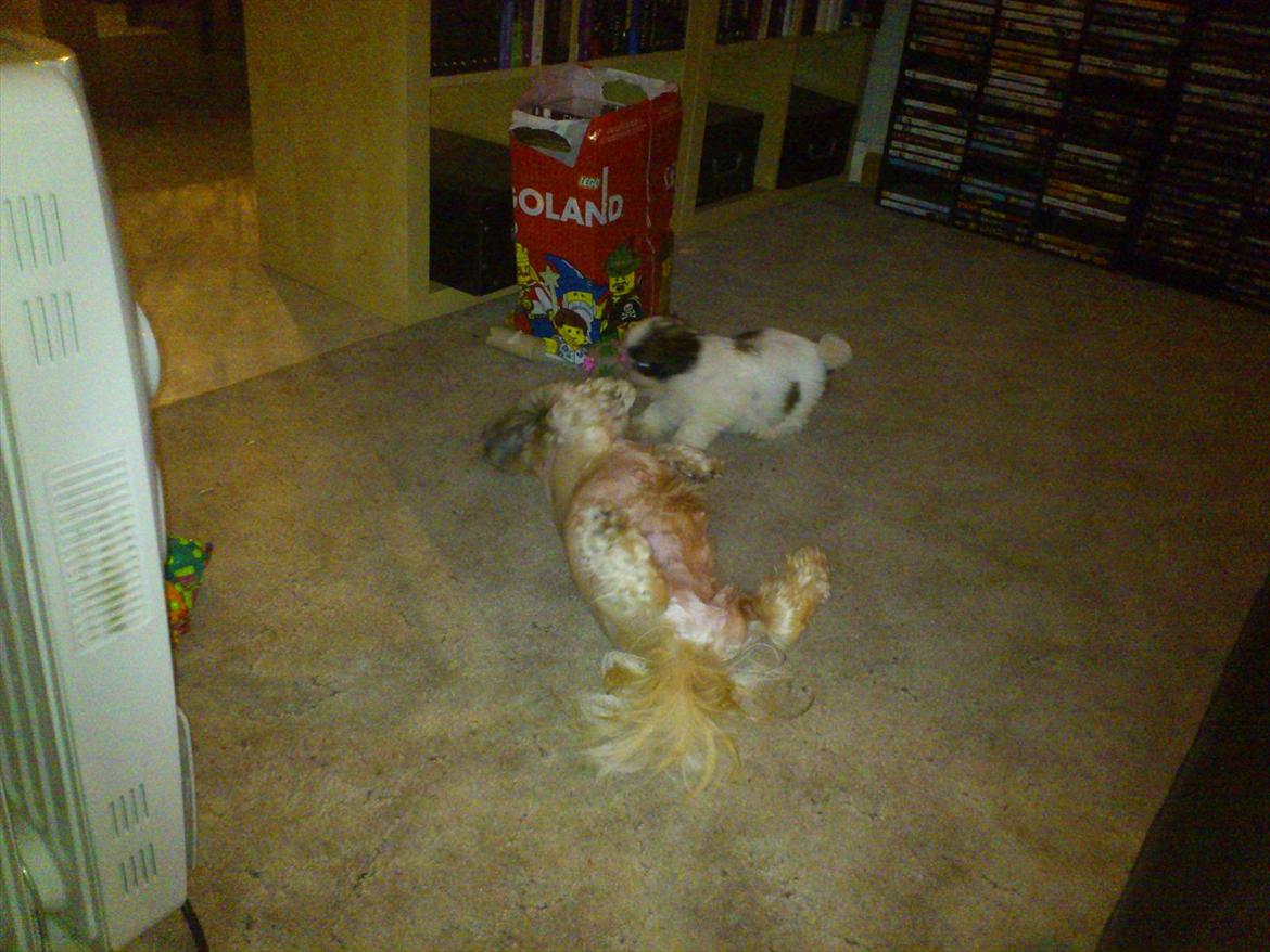 Shih tzu bobby - hun er så hyggelig at lege med hende min mor billede 6