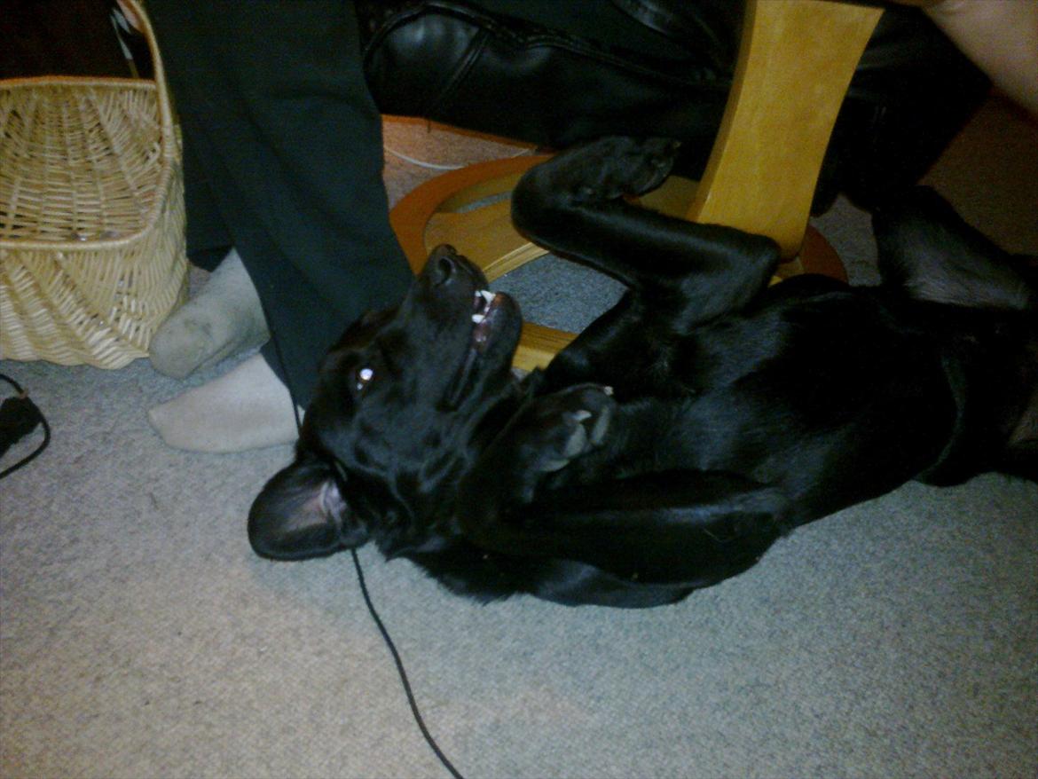 Labrador retriever Laban R.I.B billede 7