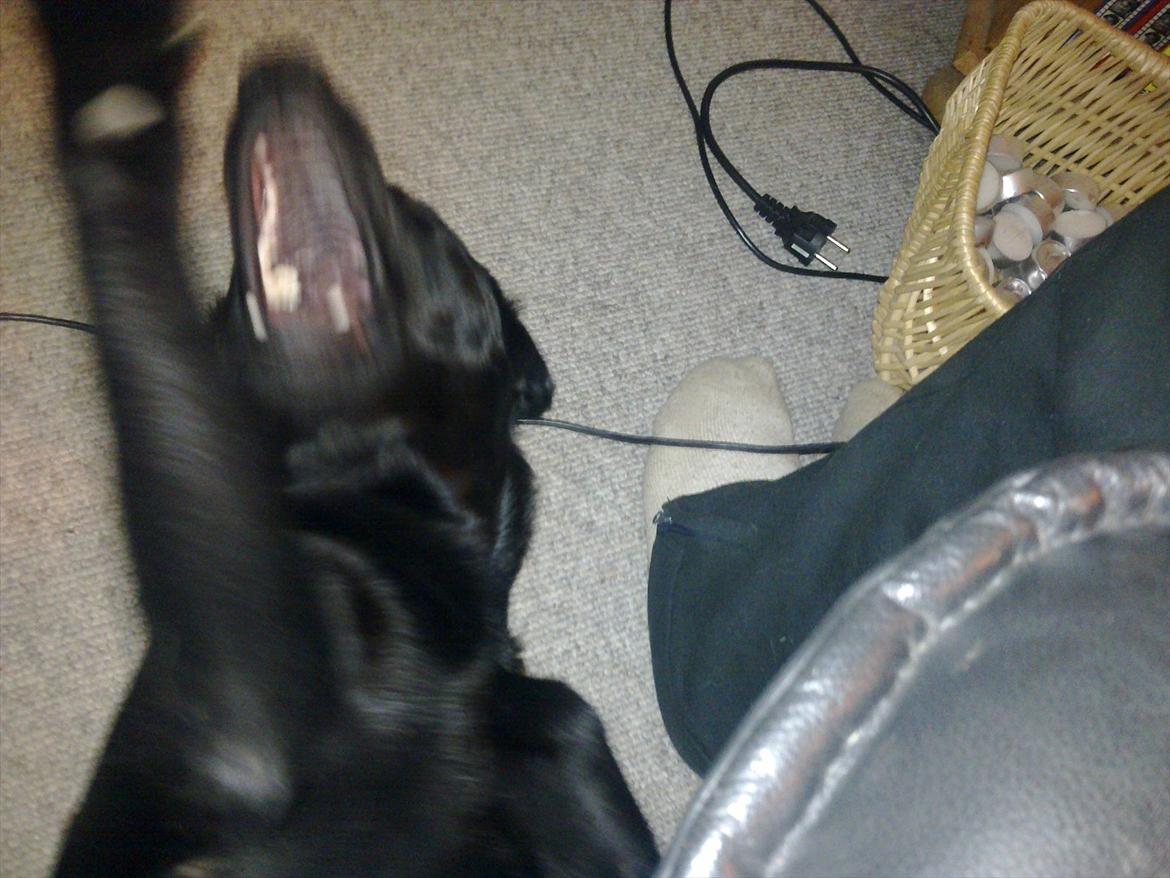 Labrador retriever Laban R.I.B billede 8