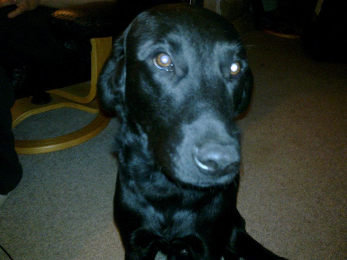 Labrador retriever Laban R.I.B billede 9