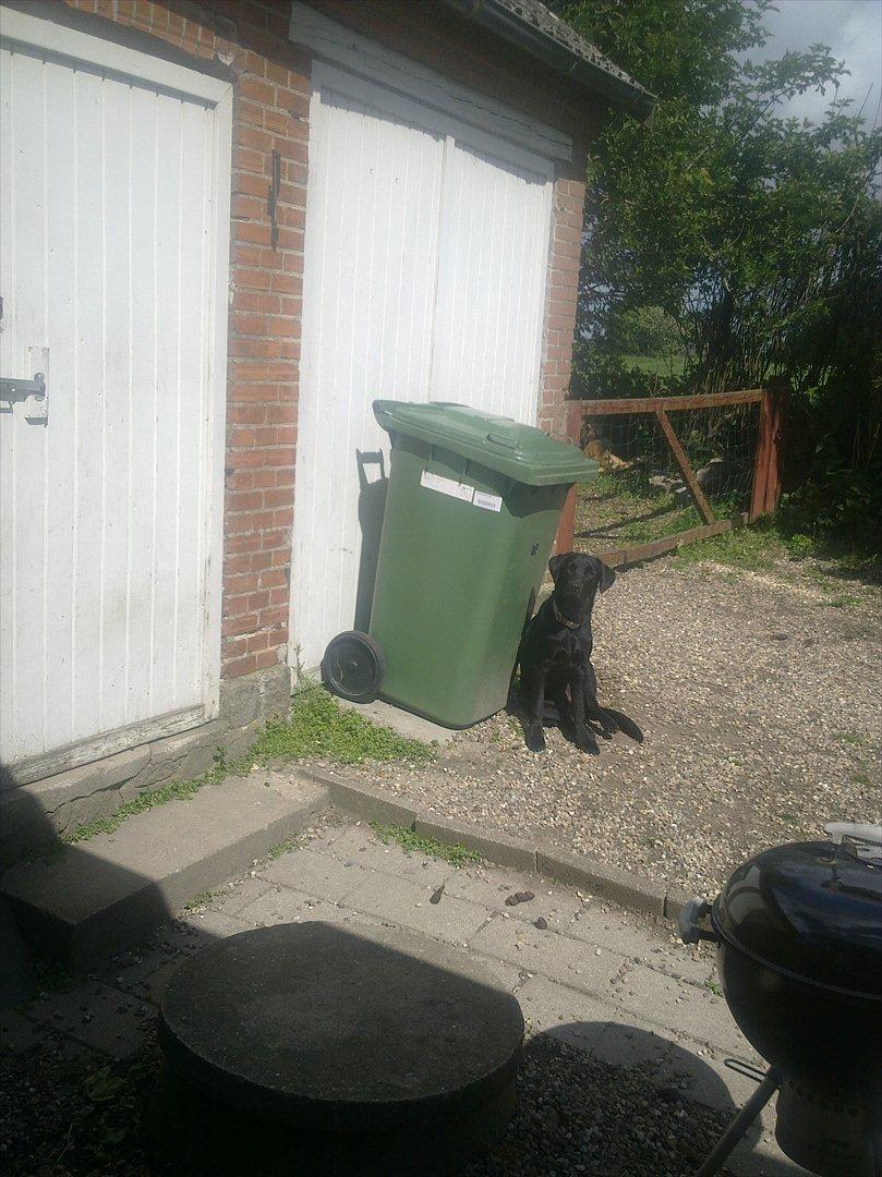 Labrador retriever Laban R.I.B billede 10