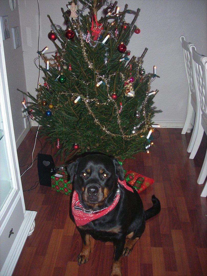 Rottweiler Nugga Chitta Hartmann billede 15