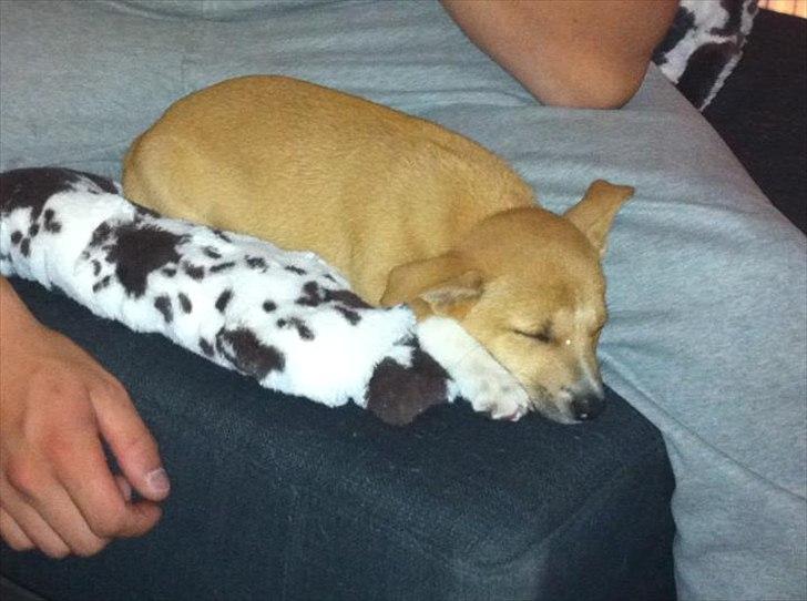 Blanding af racer Coda - Første aften med Coda . billede 2