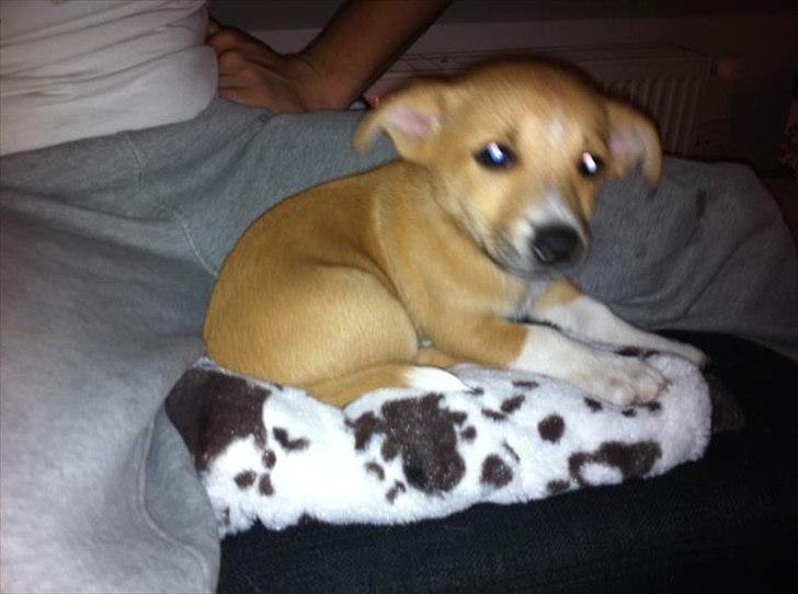 Blanding af racer Coda billede 3