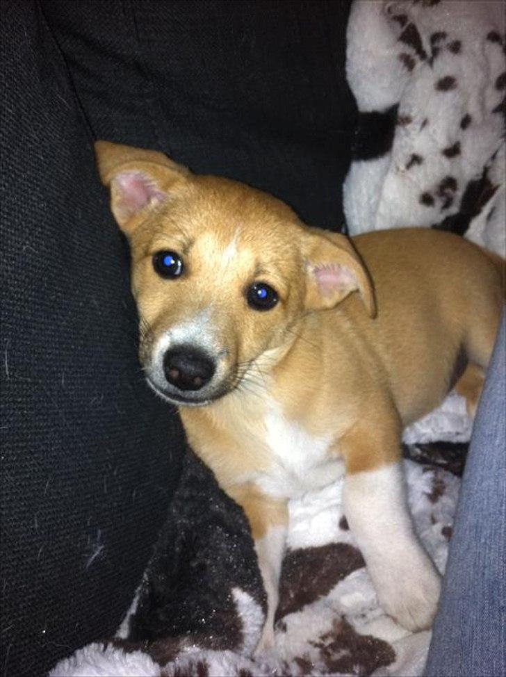 Blanding af racer Coda billede 4