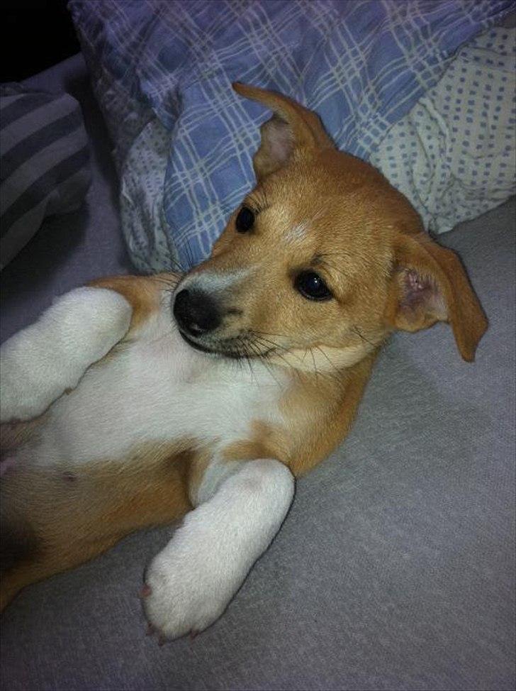 Blanding af racer Coda billede 5