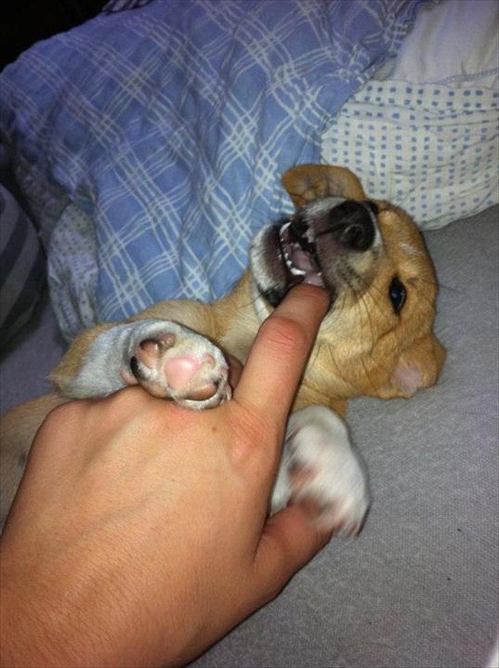 Blanding af racer Coda billede 6