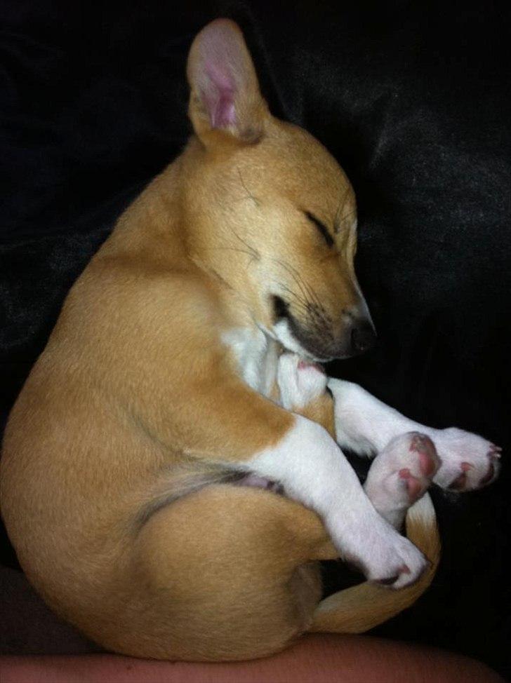 Blanding af racer Coda - Hihi , han sover på en skæg måde :) billede 11