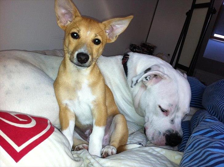 Blanding af racer Coda - Hygge <3 billede 15