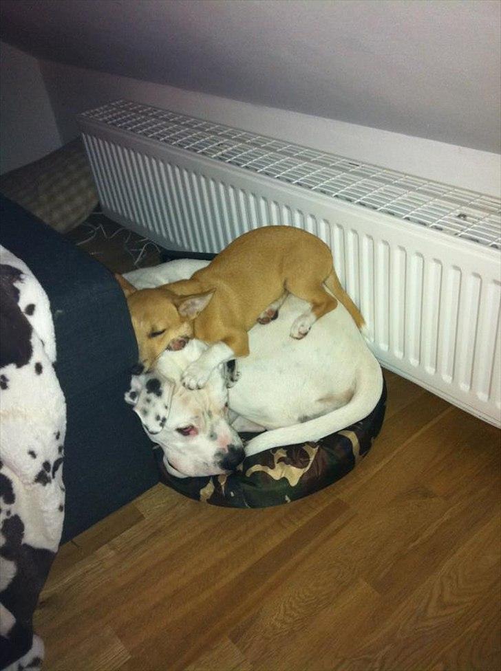 Blanding af racer Coda - Jasmin og Coda <3 billede 12