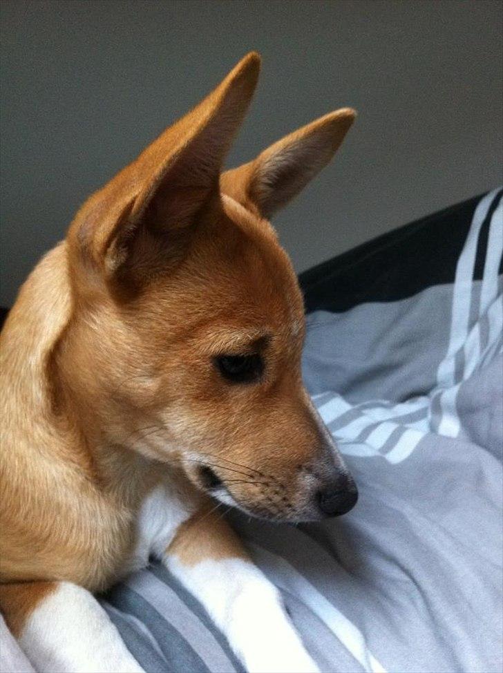 Blanding af racer Coda billede 13