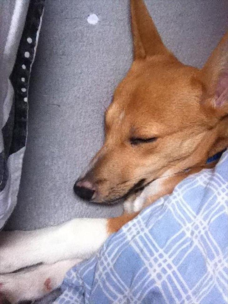 Blanding af racer Coda billede 14