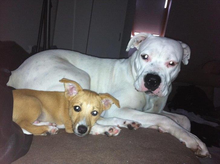 Blanding af racer Coda billede 10