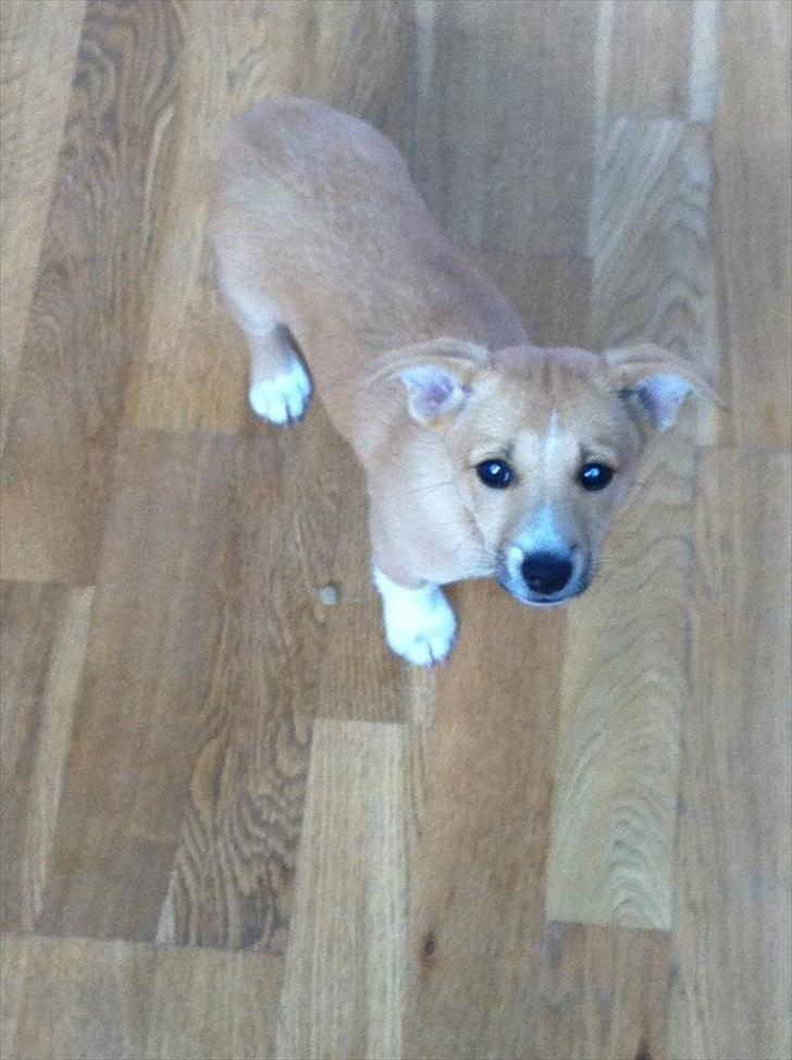 Blanding af racer Coda billede 9