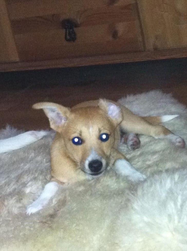 Blanding af racer Coda billede 7