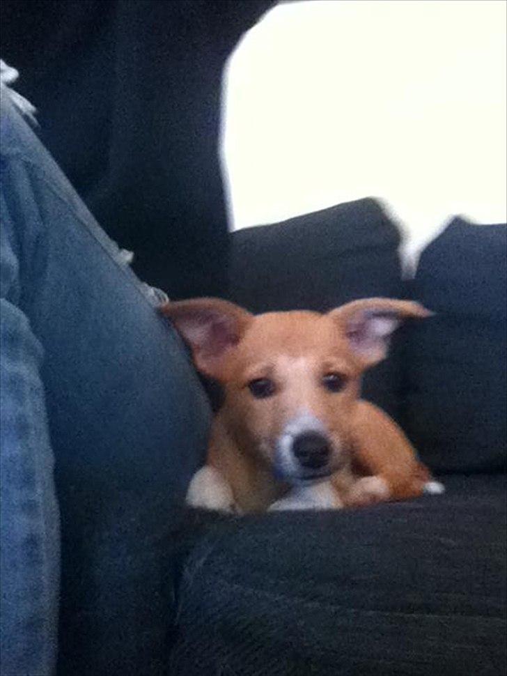 Blanding af racer Coda billede 8