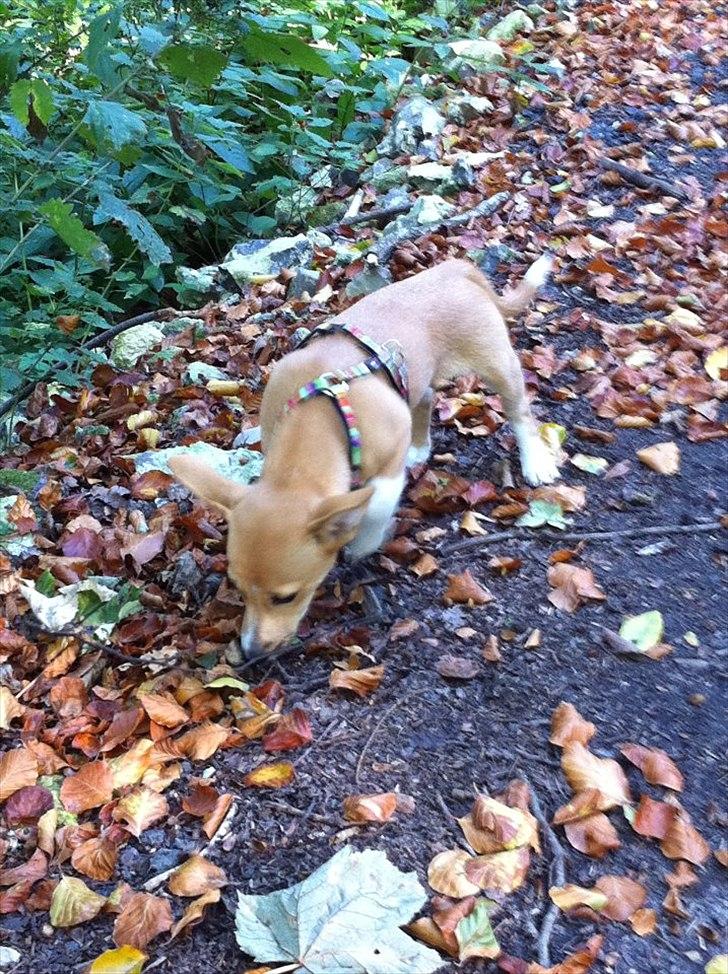 Blanding af racer Coda billede 16