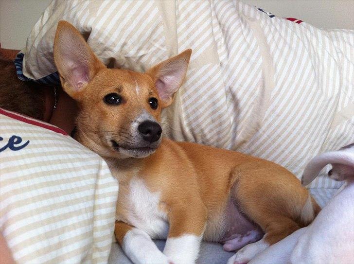 Blanding af racer Coda billede 17