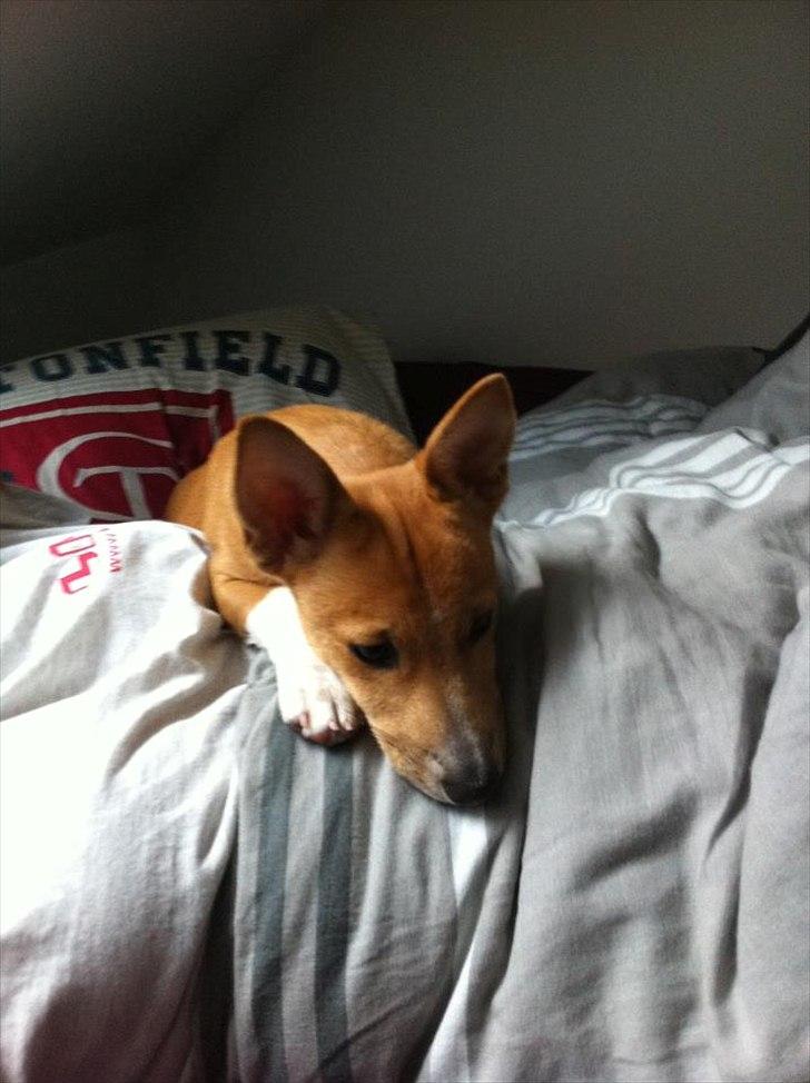 Blanding af racer Coda billede 18