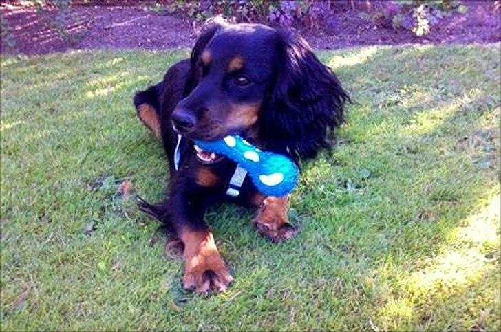 Field Trial Cockerspaniel Kenzo billede 6