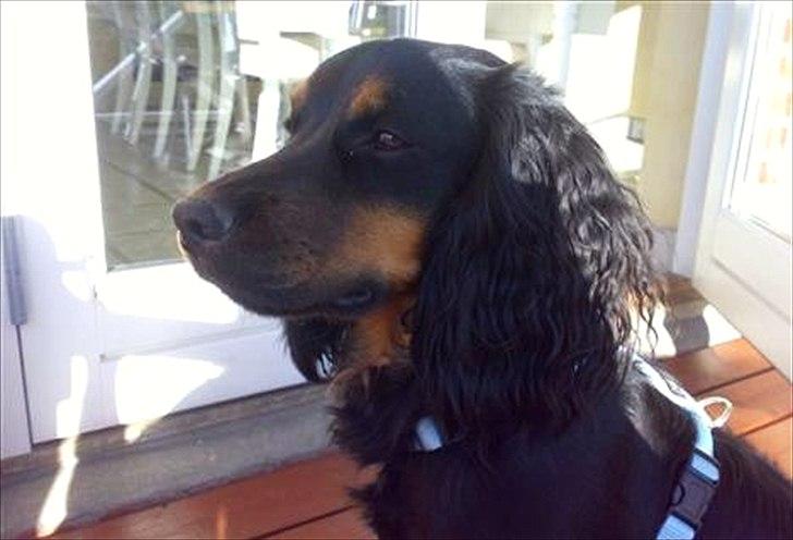 Field Trial Cockerspaniel Kenzo billede 7