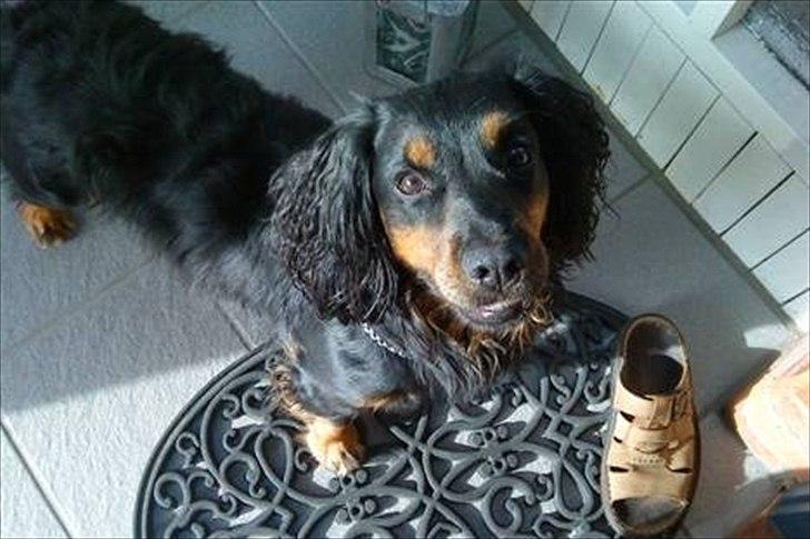 Field Trial Cockerspaniel Kenzo billede 9