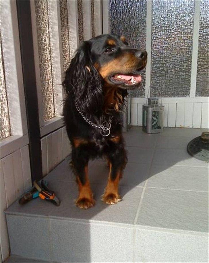 Field Trial Cockerspaniel Kenzo billede 8