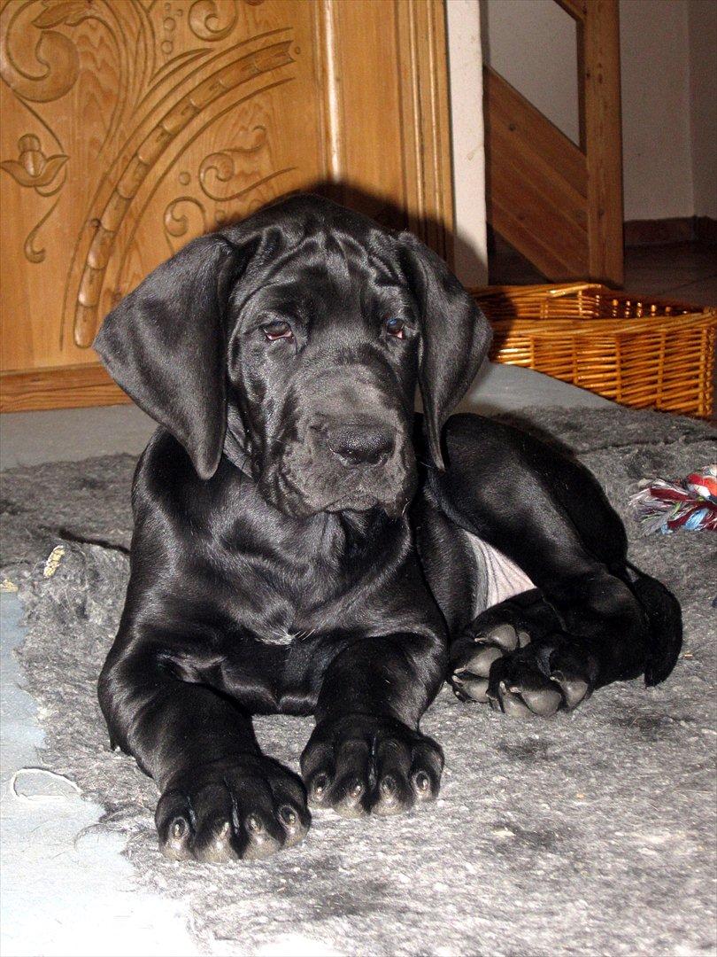 Grand danois *Ziba* billede 3