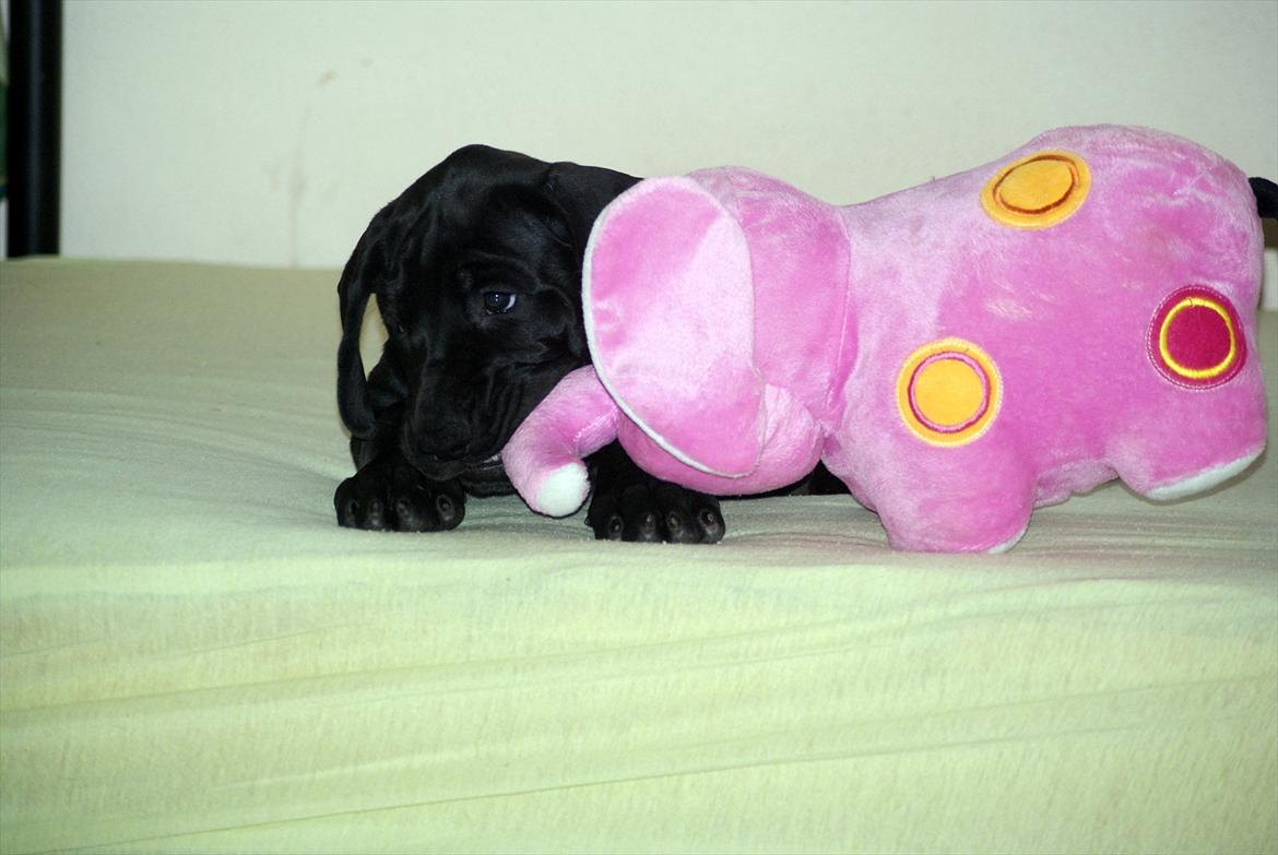 Grand danois *Ziba* billede 4