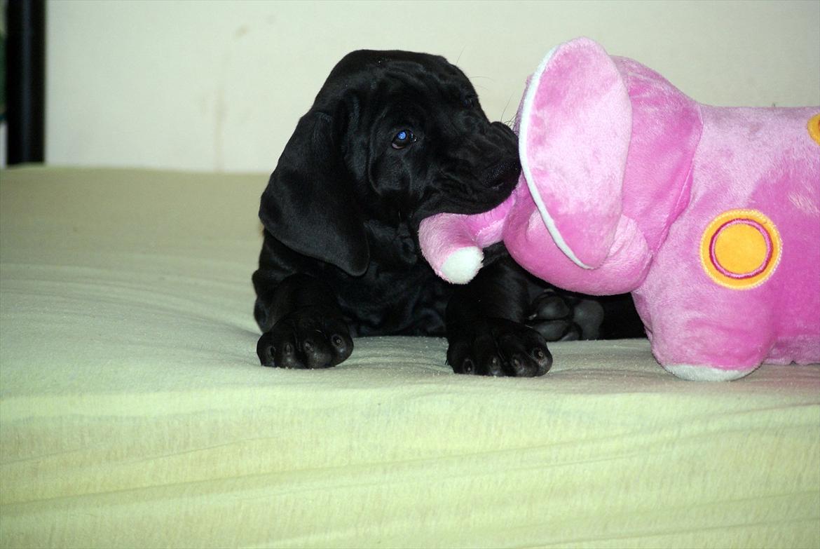 Grand danois *Ziba* billede 5