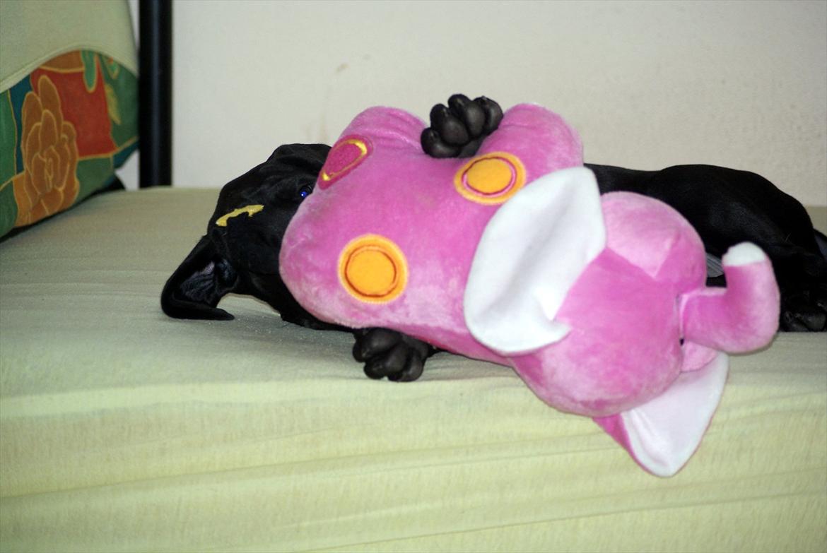 Grand danois *Ziba* billede 6