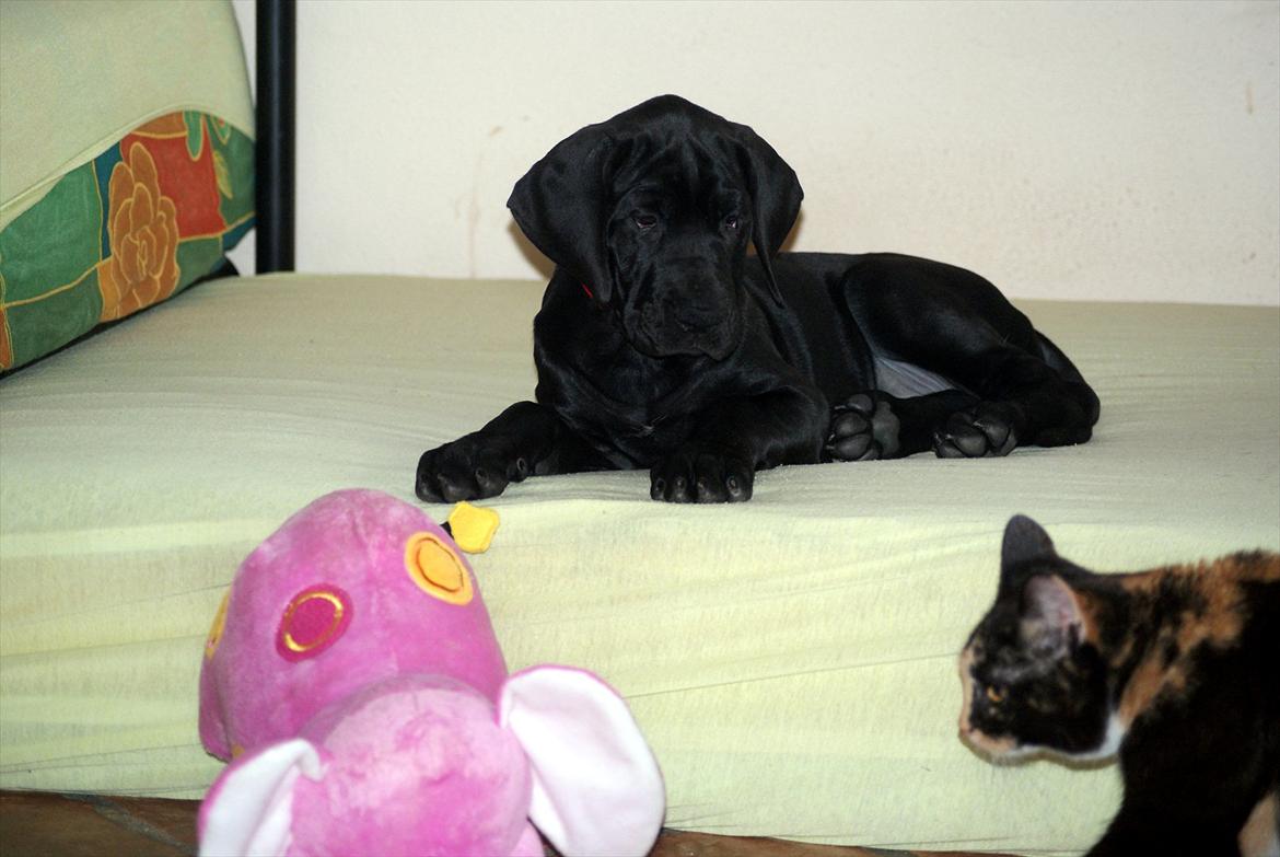 Grand danois *Ziba* billede 7