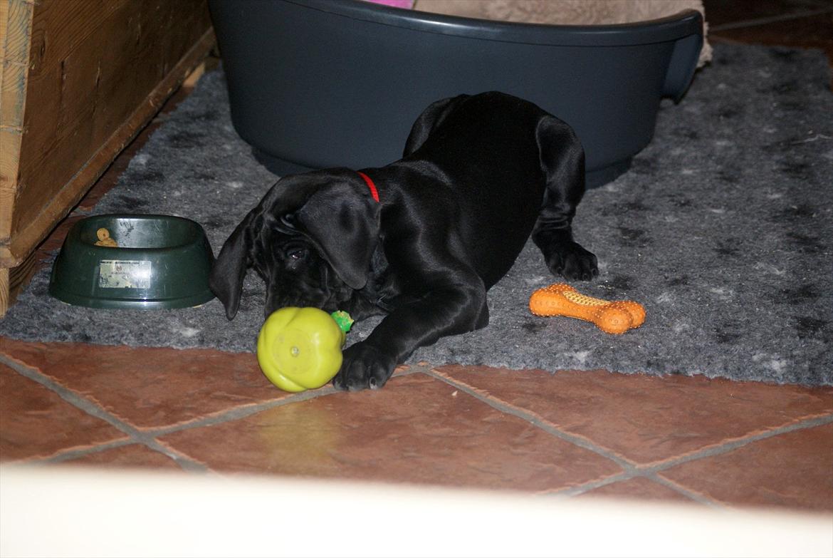 Grand danois *Ziba* billede 8