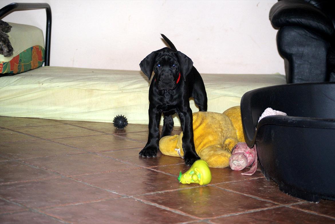 Grand danois *Ziba* billede 9