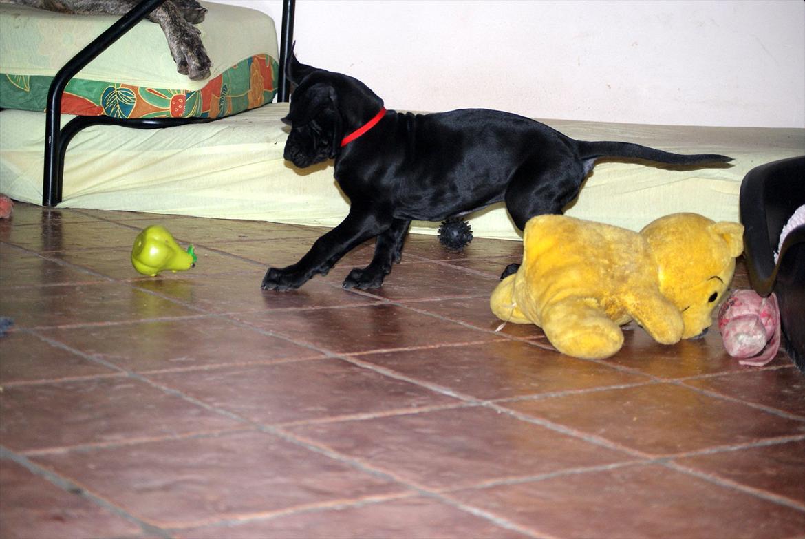 Grand danois *Ziba* billede 10