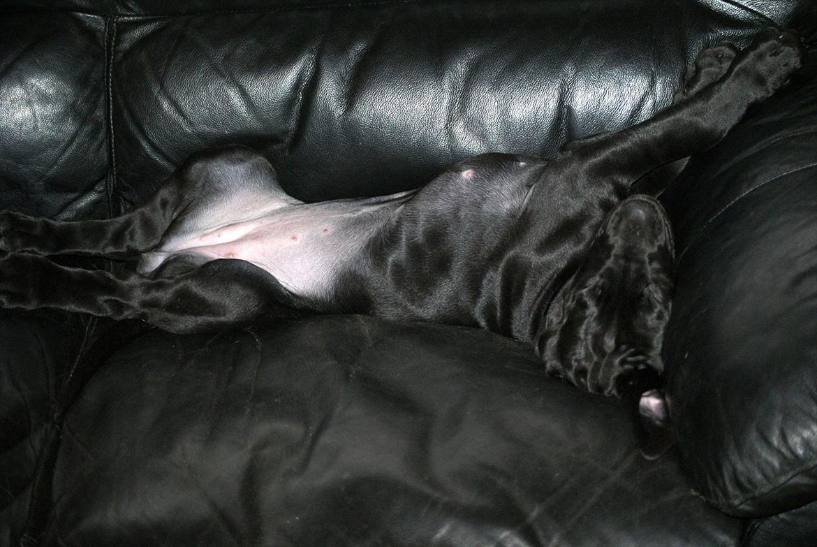 Grand danois *Ziba* billede 11