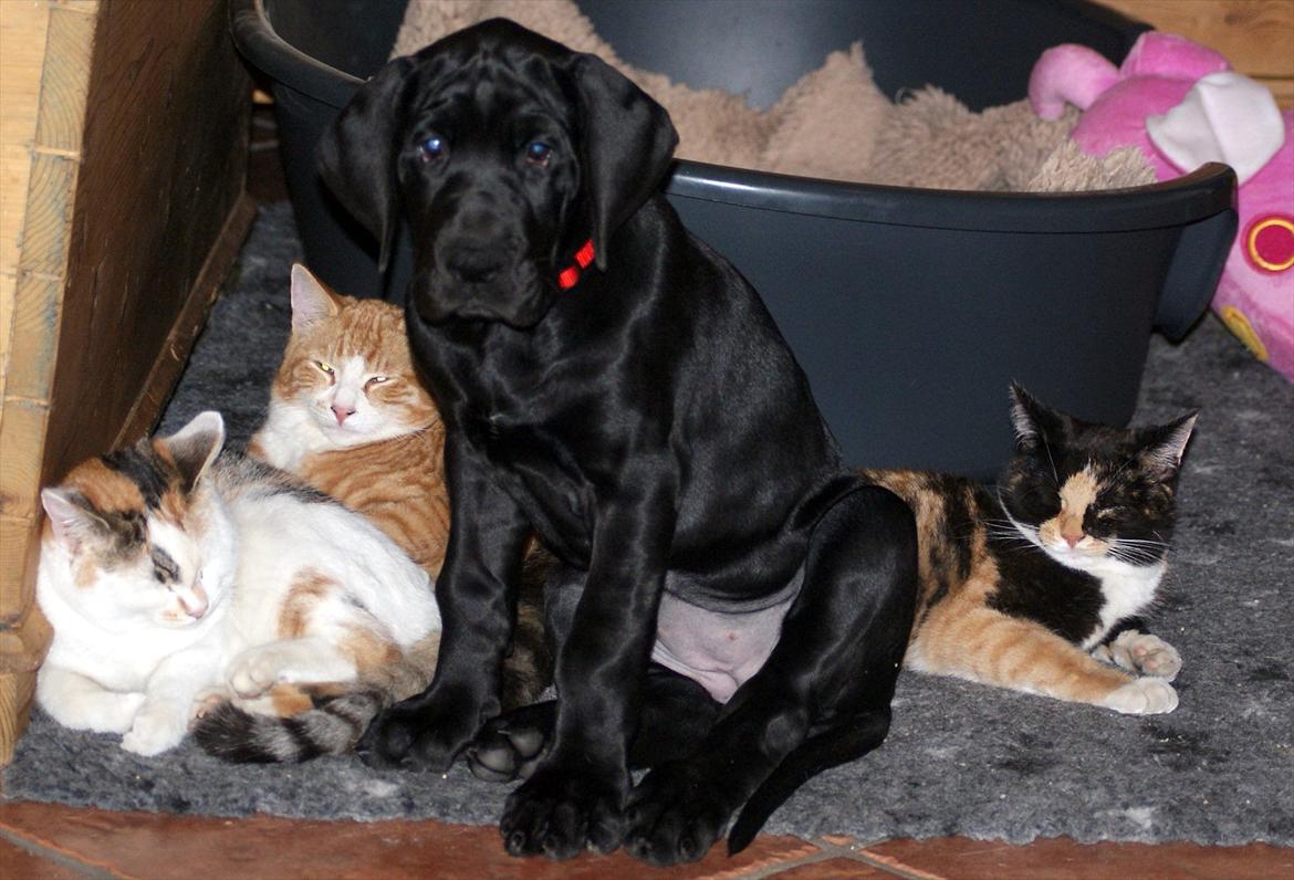 Grand danois *Ziba* billede 12