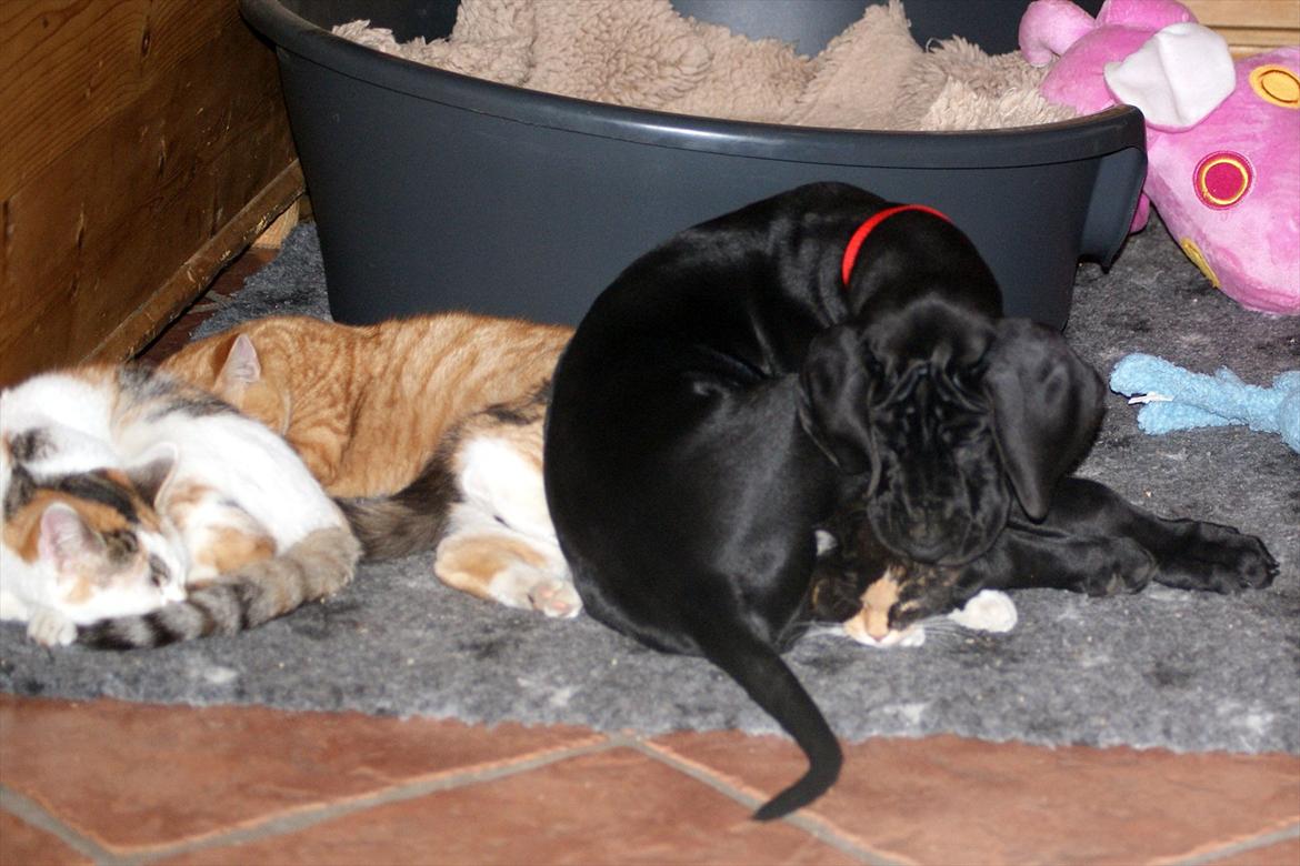 Grand danois *Ziba* billede 13